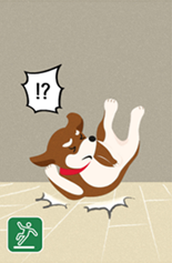 Pet Flooring