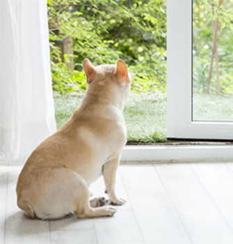 Pet Flooring